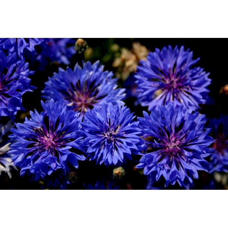 Kornblume Samen - Essbar (Cyanus segetum) | Seeds Shop Store