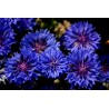 Kornblume Samen - Essbar (Cyanus segetum) | Seeds Shop Store