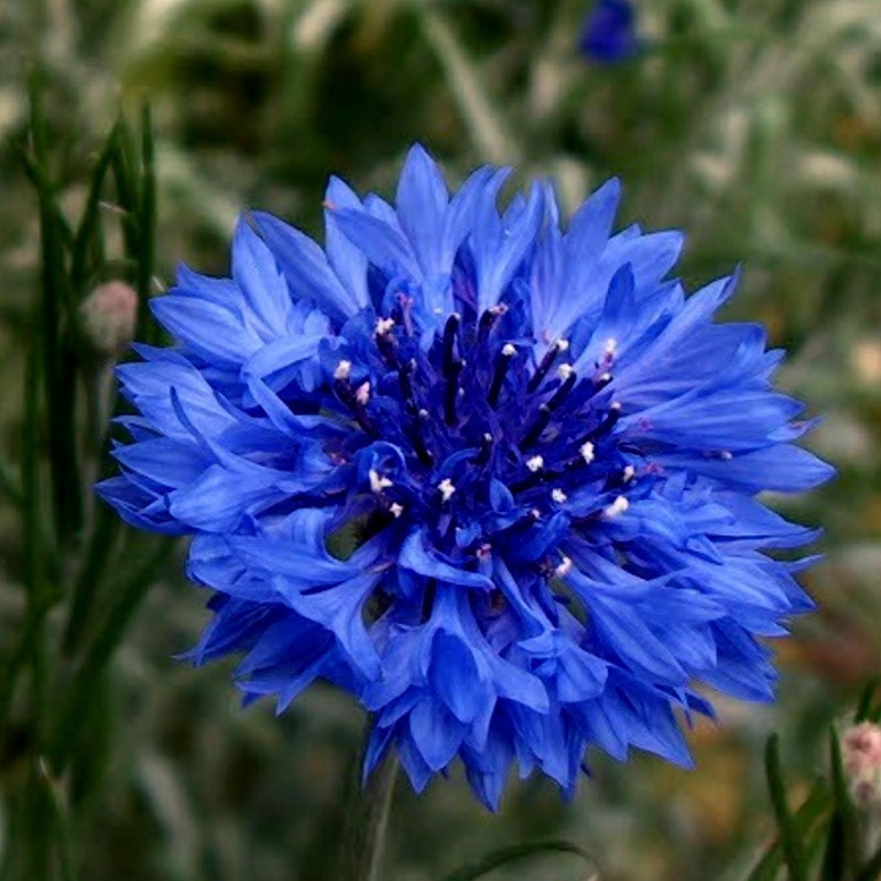 Kornblume Samen - Essbar (Cyanus segetum) | Seeds Shop Store
