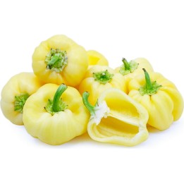 DIAMOND söt paprika frön (vit) - 2.1