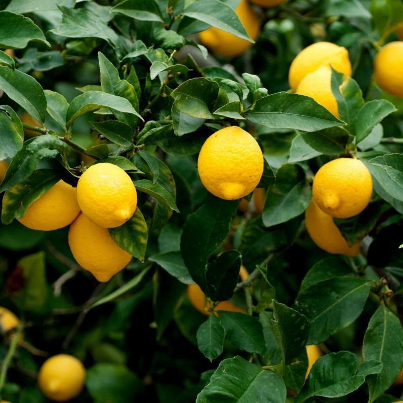Limun Seme (Citrus x limon) | Seeds Shop Store