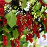 Sementes de Cereja Dos 5 Sabores (Schisandra chinensis) | Seeds Shop Store