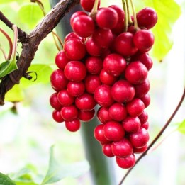 MAGNOLIA BERRY – FIVE FLAVOR BERRY Seeds (Schisandra chinensis) - 1.665