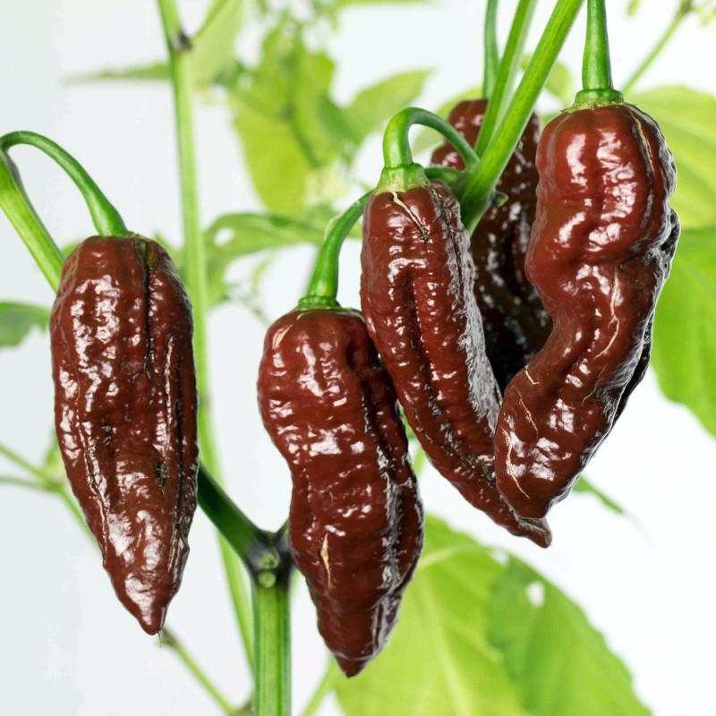 Sementes de Pimenta "Fatali Chocolate" | Seeds Shop Store