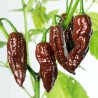 Sementes de Pimenta "Fatali Chocolate" | Seeds Shop Store