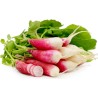 Cylindrical Radish Seeds Flamboyant 3 | Seeds Shop Store