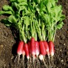 Cylindrical Radish Seeds Flamboyant 3 | Seeds Shop Store