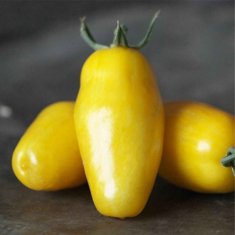 Graines de tomate Cuisses de banane (Banana Legs) | Seeds Shop Store