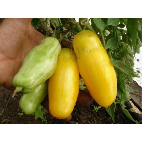 Graines de tomate Cuisses de banane (Banana Legs) | Seeds Shop Store