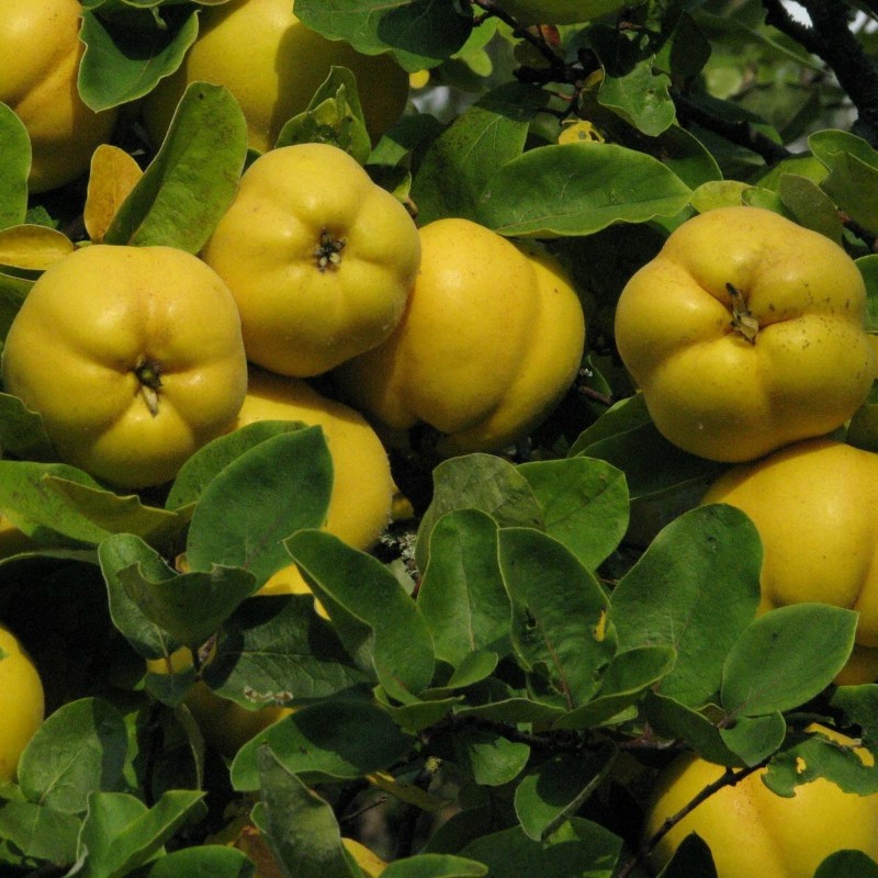 Semi di Cina Cotogno (Chaenomeles sinensis) | Seeds Shop Store