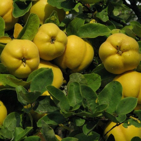 Semi di Cina Cotogno (Chaenomeles sinensis) | Seeds Shop Store