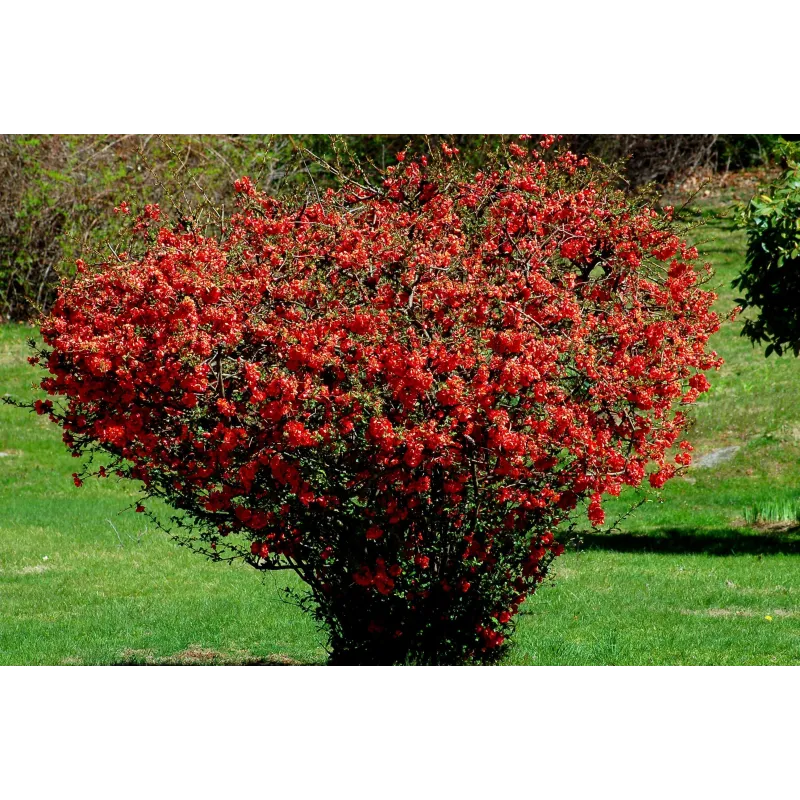 Semi di Cina Cotogno (Chaenomeles sinensis) | Seeds Shop Store