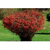 Semi di Cina Cotogno (Chaenomeles sinensis) | Seeds Shop Store