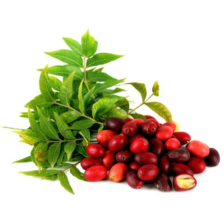 Kaffir Plum - South African Plum Seeds (Harpephyllum caffrum) | Seeds Shop Store