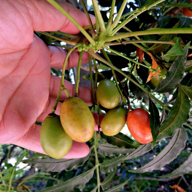 Kaffir Plum - South African Plum Seeds (Harpephyllum caffrum) | Seeds Shop Store
