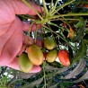 Kaffir Plum - South African Plum Seeds (Harpephyllum caffrum) | Seeds Shop Store