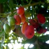 Kaffir Plum - South African Plum Seeds (Harpephyllum caffrum) | Seeds Shop Store