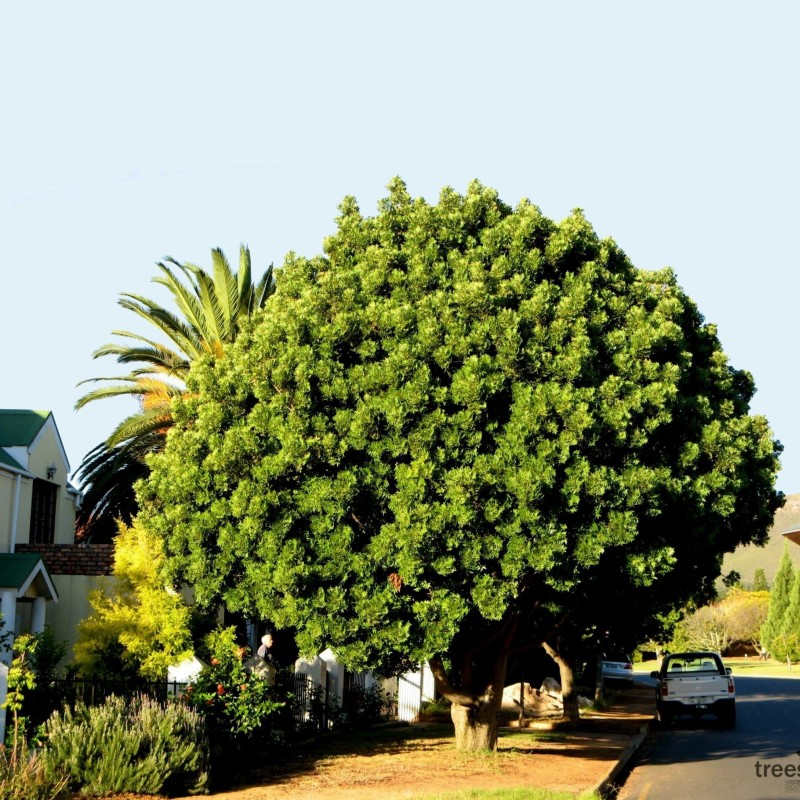 Kaffir Plum - South African Plum Seeds (Harpephyllum caffrum) | Seeds Shop Store