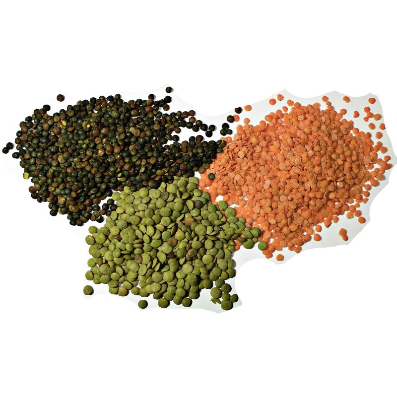 Lentil Seeds (Lens culinaris) | Seeds Shop Store