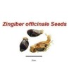Semi di Zenzero (Zingiber officinale) | Seeds Shop Store