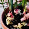 Semi di Zenzero (Zingiber officinale) | Seeds Shop Store