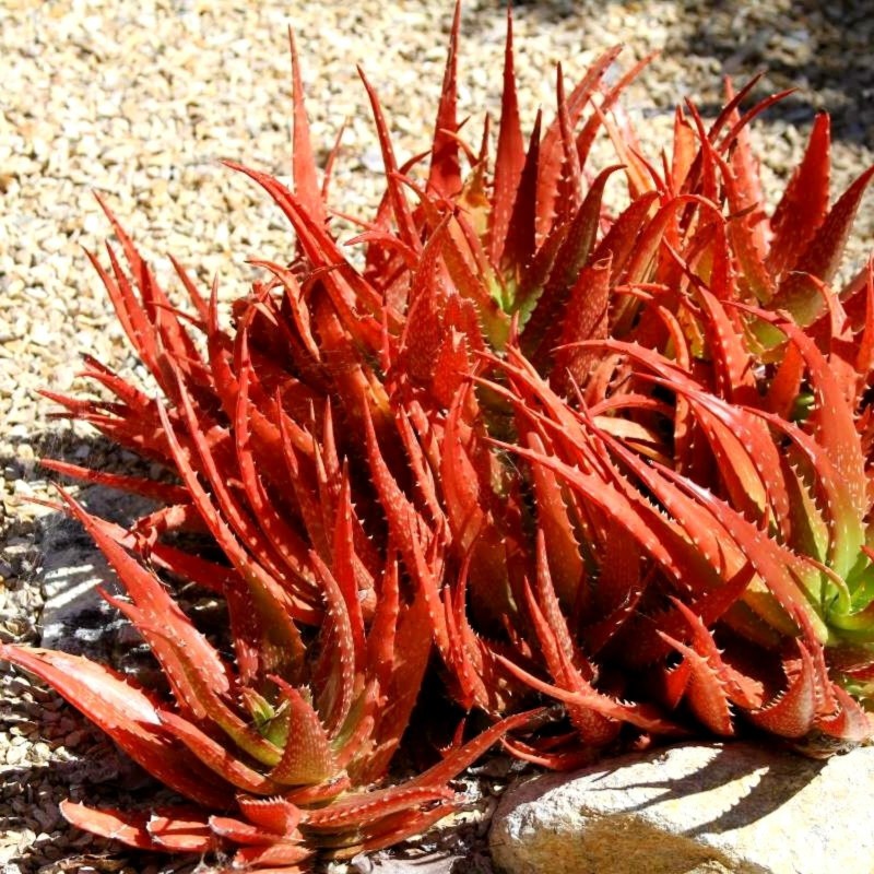 Sementes De Aloe Vermelha (Aloe cameronii) | Seeds Shop Store
