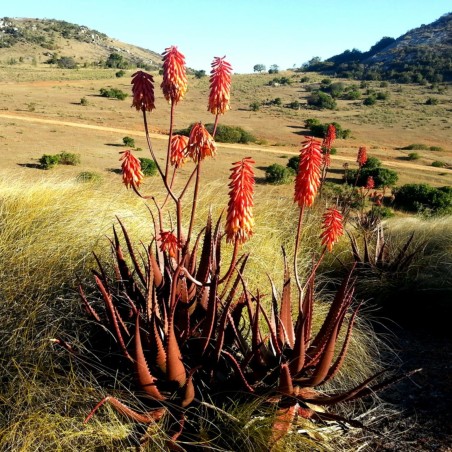 Sementes De Aloe Vermelha (Aloe cameronii) | Seeds Shop Store