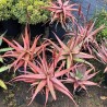 Sementes De Aloe Vermelha (Aloe cameronii) | Seeds Shop Store