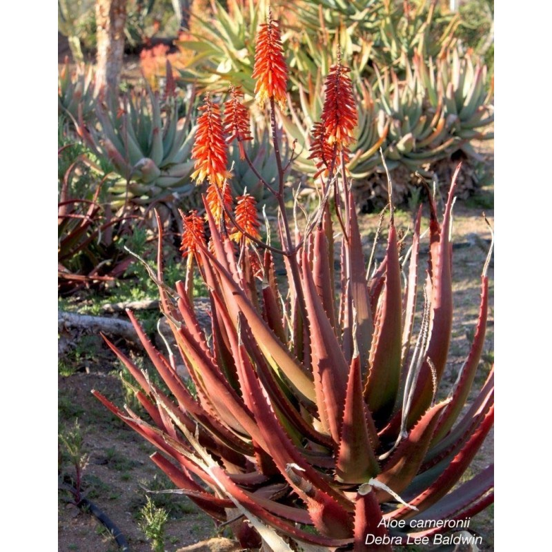 Sementes De Aloe Vermelha (Aloe cameronii) | Seeds Shop Store