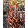 Sementes De Aloe Vermelha (Aloe cameronii) | Seeds Shop Store