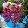 Sementes de Medinila ou Uva Rosa (Medinilla magnifica) | Seeds Shop Store
