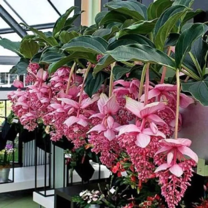 Sementes de Medinila ou Uva Rosa (Medinilla magnifica) | Seeds Shop Store