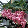Sementes de Medinila ou Uva Rosa (Medinilla magnifica) | Seeds Shop Store
