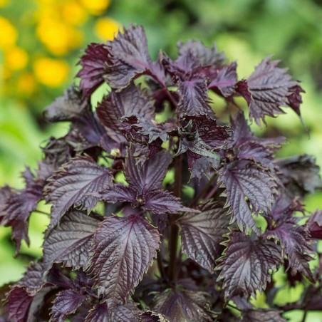 Rote Krause Perilla Samen, Shiso (Perilla frutescens, var.crispa) | Seeds Shop Store