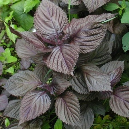 Purple Shiso Seeds (Perilla frutescens var. crispa) | Seeds Shop Store