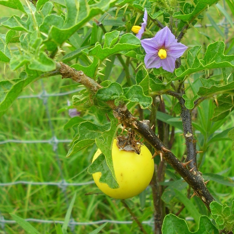 Sodomsapfel Samen (Solanum linnaeanum) | Seeds Shop Store