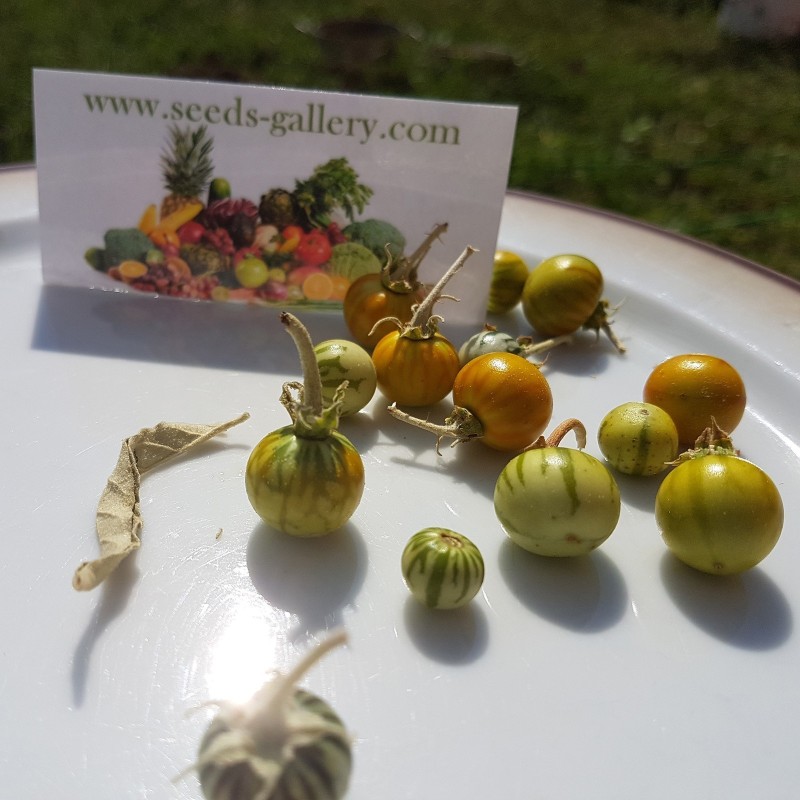 Sodomsapfel Samen (Solanum linnaeanum) | Seeds Shop Store
