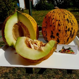 Gyllene huvudet eller Thrace Melon fröer - Bästa grekiska Melon - 2.295