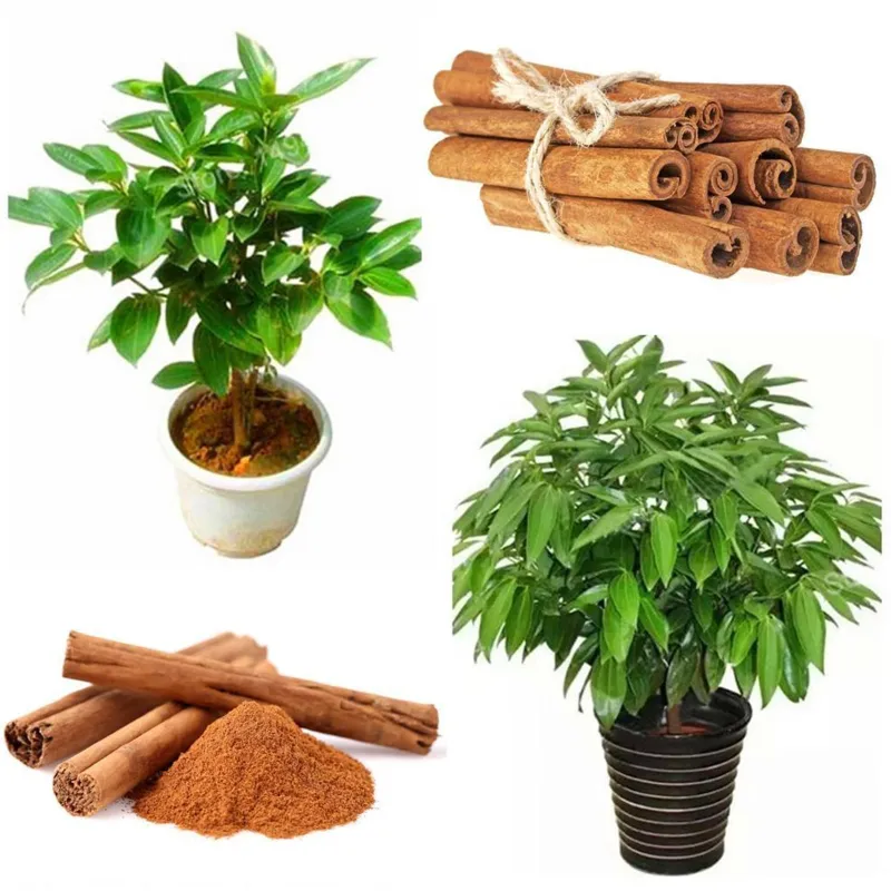 Сamphor Tree Cinnamon Seeds (Cinnamomum camphora) | Seeds Shop Store