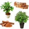 Сamphor Tree Cinnamon Seeds (Cinnamomum camphora) | Seeds Shop Store