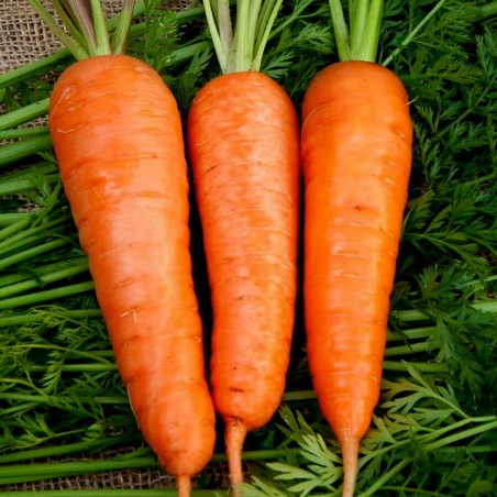 Carrot Flakkee Seeds | Seeds Shop Store