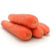 Carrot Flakkee Seeds | Seeds Shop Store