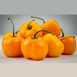 "Jelena" Yellow Sweet Pepper Seeds - large fruits - 1.575