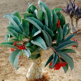 Sementes de Uva Da Namibia (Cyphostemma Juttae) - 6.75