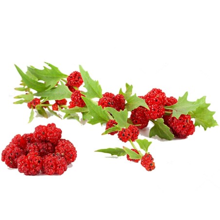 Jagodasti Spanjac Seme (Chenopodium foliosum) | Seeds Shop Store