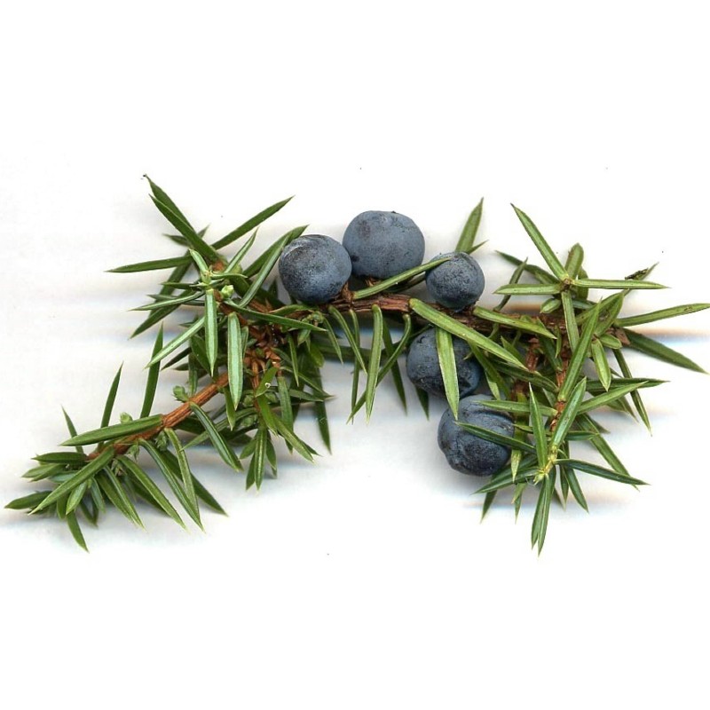 Semi di BACCA DI GINEPRO (Juniperus communis) | Seeds Shop Store