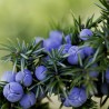 Semi di BACCA DI GINEPRO (Juniperus communis) | Seeds Shop Store