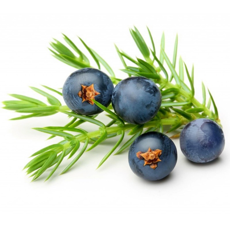 Semi di BACCA DI GINEPRO (Juniperus communis) | Seeds Shop Store