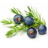 Semi di BACCA DI GINEPRO (Juniperus communis) | Seeds Shop Store
