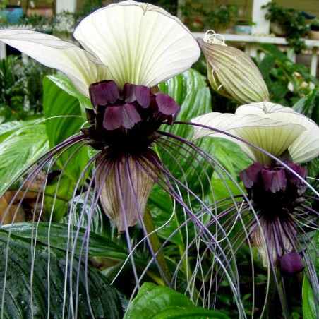 Weiße Fledermausblume Samen (Tacca chantrieri) | Seeds Shop Store